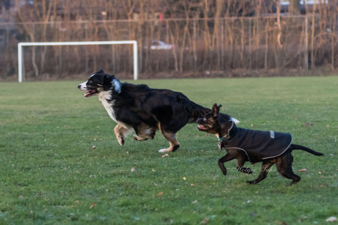 Bild 60 - Hundeshooting